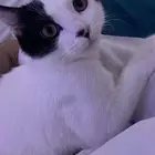 قط لعوب للتبني