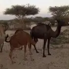 أبل