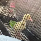 بطه بكيني مع اكله