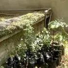 شتلات للبيع بالجمله كميه