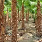 مشاتل الدمام طريق الجبيل