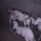عنز رايمه طلي