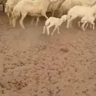للبيع غنم صنف مراح واحد
