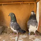 حمام تيدي شبرا