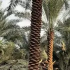 زراعة النخيل العربي والواشنطني