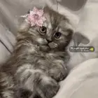 للبيع