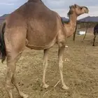 خلفاء حمراء منيحه مقنوي الحد 13500