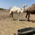 لقحات 2 وضح طيبات الحد من 7000