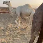 بكره شقحاء كفو الحد 5800