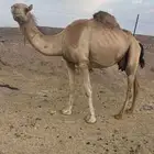 لقحه منيحه طيبه للبيع الحد 5800
