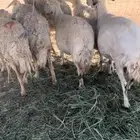 غنم حريات للبيع