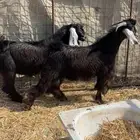 تيوس عوارض2ذبائح او فحول للبيع