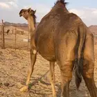 لقحه حمراء كفو الحد 11 تم البيع