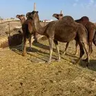 لقحات حمر ملاقي منايح الحد من 5800