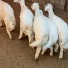 اربعه خرفان ورخل تم البيع تم البيع