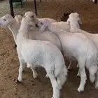 خرفان العدد سته ورخل تم البيع تم البيع
