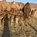 خلفات منايح للبيع الحد من 8000 تم البيع