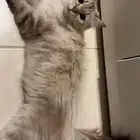 قطط
