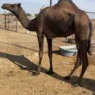 بكره صفراء لقيه الحد 5700 تم البيع