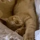 قط تبني