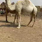 لقحه وضحاء طيبه الحد 6500 تم البيع