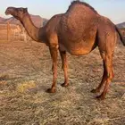 لقحات ملاقي منايح للبيع