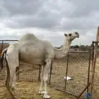 ضريبه طيبه الحد 5500