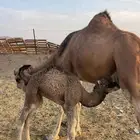 خلفاء حمراء منيحه الحد 15500