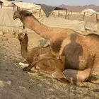 بكره حمراء ع ضراب الحد 5800