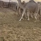 بكار 7 شقح لقحات طيبات للبيع