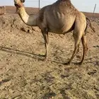 لقحات 5 طيبات مراح الحد من 5500