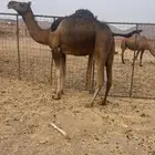 بكره معشر مقنوي للبيع الحد 7500