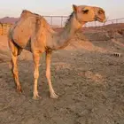 بكار 2 شقح طيبات مزاين للبيع