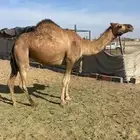 بكره حمراء ع ضراب الحد 6500 تم البيع