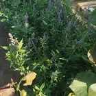 مصطفى بيع جميع انواع النخل والشجر والعشيب والورد وتنظيف النخ