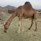 لقحه حمراء ساحليه طيبه الحد 9500