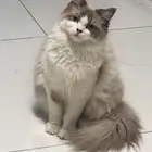 قطط