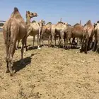 لقحات حمر 14 ملاقي طيبات للبيع الحد من 5700