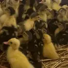 صوص بط بلدي او سوداني