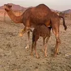 خلفاء حمراء مقنوي الحد 9000 تم البيع