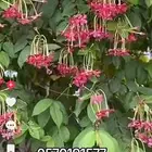 تنسيق حدائق مودرن