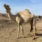 بكره حره لها 9 شهور الحد 5700 تم البيع