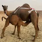 خلفاء صفراء منيحه للبيع الحد 12 تم البيع