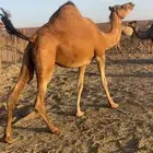 لقحه حمراء ساحليه مقنوي الحد7500