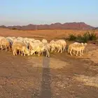 ضان حريات دفيع ومضاريع للبيع تم البيع