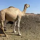 ضريبه شقحاء طيبه الحد 7000