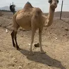 ملاقي طيبه للبيع الحد 5800تم البيع