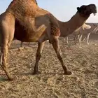 جمل كفو كفو للبيع