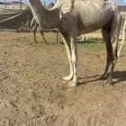بكره وضحا مبيوع ولدها الحد 5000 تم البيع