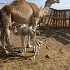 خلفاء شقحاء جذعه تحتها بكره الحد 12